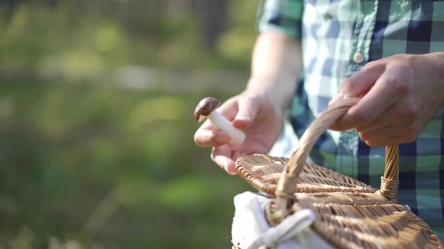 Person puts fresh mushroom  into wicker basket, forest gathering, close-up view, outdoor activity, nature exploration, seasonal harvesting, culinary inspiration, pick mushrooms and berries