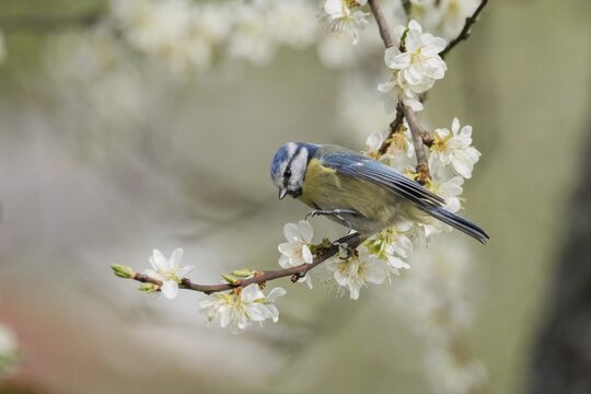 A blue tit (Parus caeruleus) resting on a branch with white flowers, in front of a soft, blurred background, Hesse, Germany