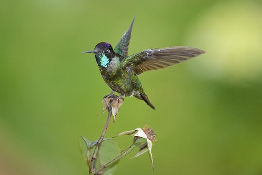 Magnificent hummingbird (Eugene fulgens), San Gerardo de Dota, Costa Rica, Central America