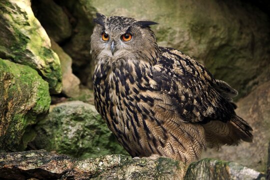 Eurasian eagle-owl (Bubo bubo), alert, captive, Germany