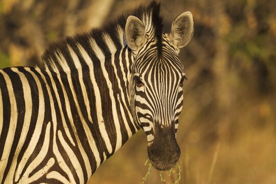 Burchell's Zebra (Equus quagga burchelli), close-up, Okavango Delta, Moremi Game Reserve, Botswana