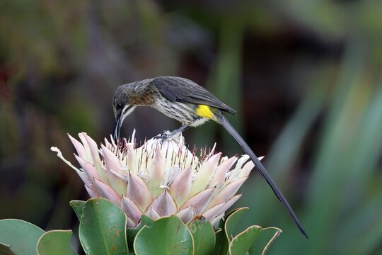 Cape Honeybird (Promerops cafer), adult, male, on flower, foraging, Protea, vigilant, Kirstenbosch Botanical Gardens, Cape Town, South Africa