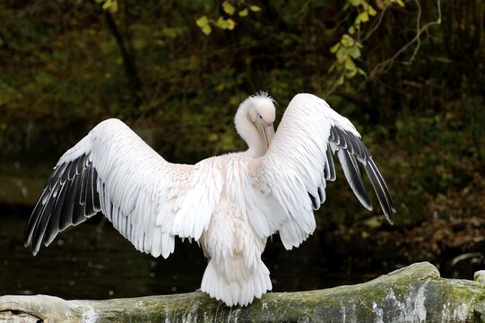 Pelican (Pelecanus onocrotalus) is sitting on a branch