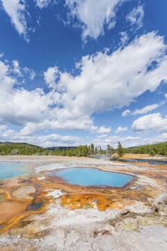 Black Opal Pool, Hot Spring, Yellow Algae and Mineral Deposits, Biscuit Basin, Yellowstone National Park, Wyoming, USA