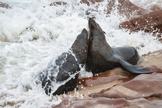 Male fur seals fighting for territory, Cape fur seal (Arctocephalus pusillus), Cape Cross, Atlantic coast, Namibia