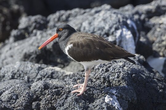 Gal&aacute;pagos Oystercatcher or Pied Oystercatcher (Haematopus palliatus galapagensis), Isla de San Cristobal, Gal&aacute;pagos Islands