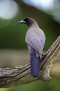 Purplish jay (Cyanocorax cyanomelas), adult on the lookout, Pantanal, Mato Grosso, Brazil