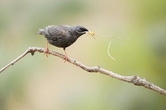 Spotless Starling (Sturnus unicolor), perched on twig with nesting material in beak