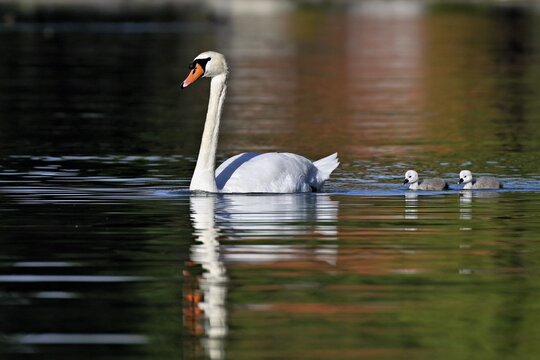 Mute swan (Cygnus olor), male with two chicks swimming in Lake Zug, Canton Zug, Switzerlandqq