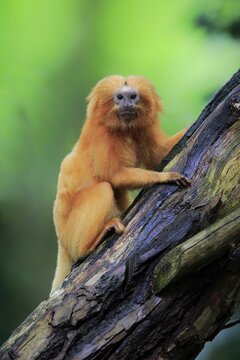 Golden lion tamarin (Leontopithecus rosalia), adult, on tree, alert, captive