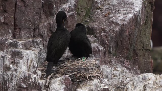 Two adult European shags (Phalacrocorax aristotelis) preening their feathers while standing on their nest