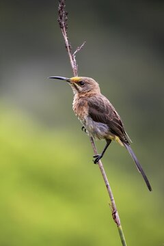 Cape Sugarbird (Promerops cafer), adult, waiting, alert, Kirstenbosch Botanical Garden, Cape Town, South Africa