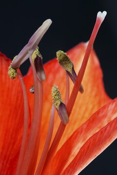 Red amaryllis, flower (Amaryllidaceae) and stamens, macro photo, Baden-W&uuml;rttemberg, Germany