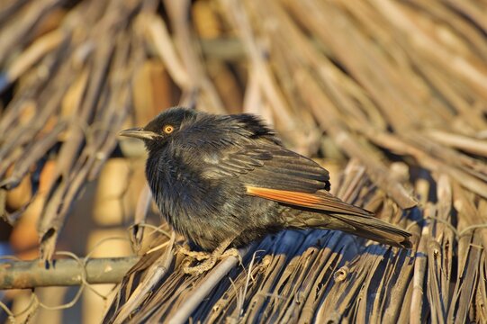 Red-winged Starling (Onychognathus morio) at Fish River Canyon, Namibia, Africa