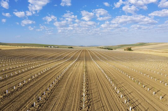 Cultivated young olive trees (Olea europaea), aerial view, drone shot, C&oacute;rdoba province, Andalusia, Spain