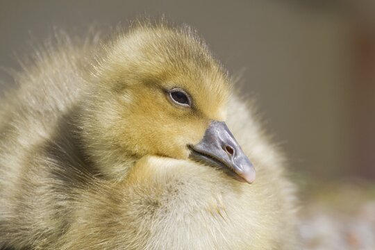 Greylag Goose (anser anser), gosling, North Hesse, Hesse, Germany