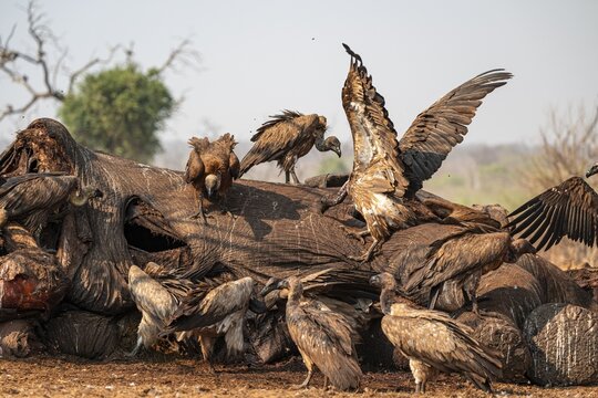 Many white-backed vultures (Gyps africanus), vultures feeding on the carcass of an elephant, macabre scavengers, Ihaha, Chobe National Park, Botswana