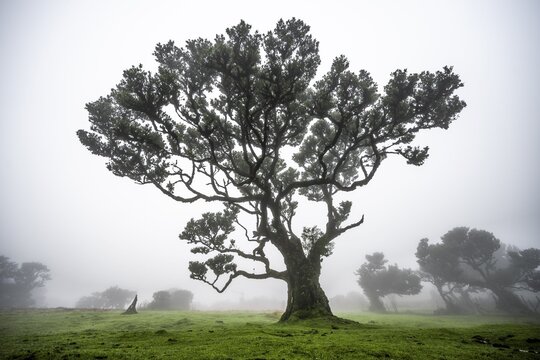 Laurel trees overgrown with moss and plants in the mist, Old laurel forest, stinkwood (Ocotea foetens), Laurisilva, UNESCO World Heritage Site, Fanal, Madeira, Portugal