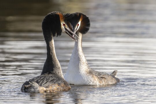 Great Crested Grebe (Podiceps Scalloped ribbonfish) Courtship, Emsland, Lower Saxony, Germany