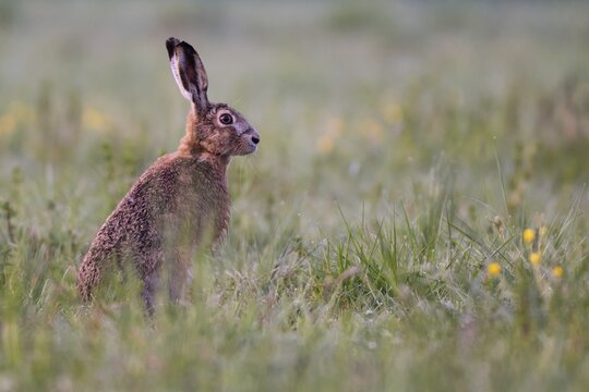 European hare (Lepus europaeus) in wet tall grass, Stuttgart, Rosensteinpark, Baden-W&uuml;rttemberg, Germany