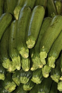 Zucchinis / (Cucurbita pepo var. giromontiina)