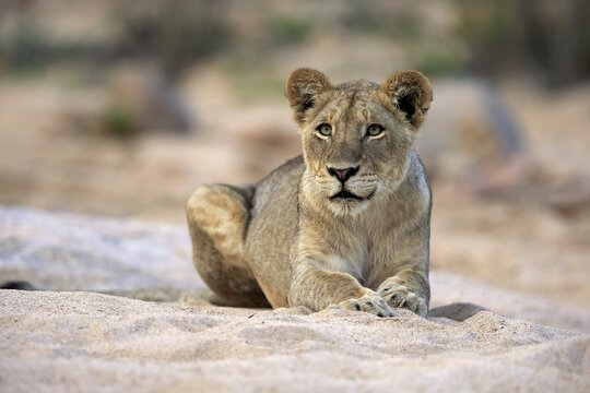 Lion (Panthera leo), adult female, attentive, observing, sitting in dry riverbed, Sabi Sand Game Reserve, Kruger National Park, South Africa