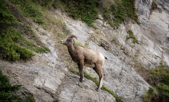 Bighorn sheep (Ovis canadensis) on a rock face, Jasper National Park, British Columbia, Canada