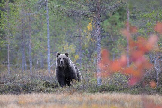 Brown Bear (Ursus arctos) in the autumnally coloured taiga or boreal forest, border area to Russia, Kuhmo, Karelia, Finland