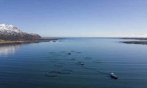 Aerial view, fish farming in large free-water nets in the sea, fjord, Iceland