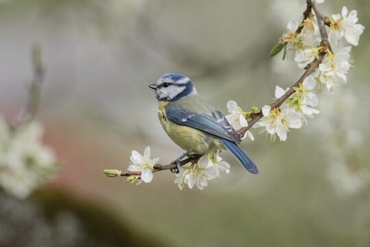 A blue tit (Parus caeruleus) on a flowering branch, with a blurred coloured background, spring fever, Hesse, Germany