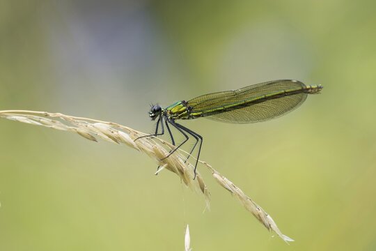 Banded demoiselle (calopteryx splendens), female, sitting on grass, Hesse, Germany