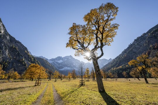 Sun star, Karwendel and Gro&szlig;er Ahornboden in autumn, yellow sycamore, Ri&szlig;tal in der Eng, Tyrol, Austria