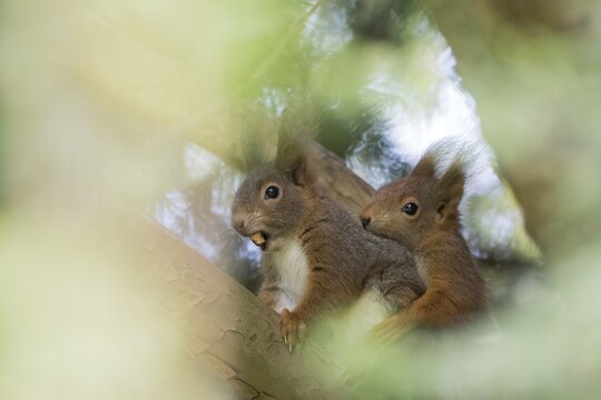 Two squirrels (Sciurus vulgaris on a branch, surrounded by blurred foliage, young animal begging for food from old animal, Hesse, Germany