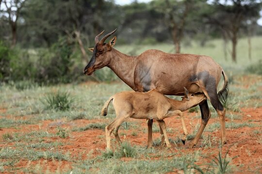 Tsessebe (Damaliscus lunatus), lyrebird, crescent moon antelope, adult, female, juvenile, suckling, Mokala National Park, Northern Cape, South Africa