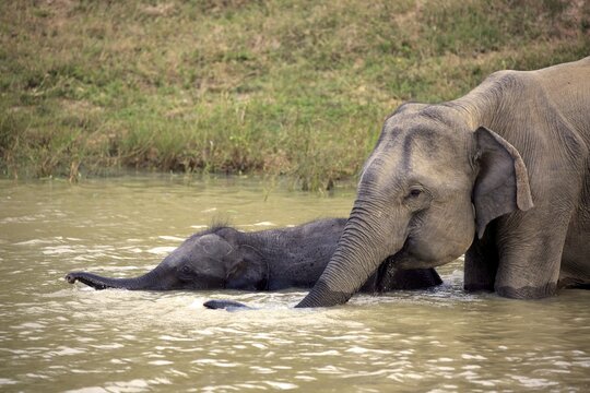 Sri Lankan elephant (Elephas maximus maximus), mother with calf in water, drinking, Yala National Park, Sri Lanka
