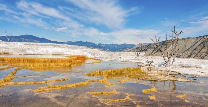 Dead trees on sinter terraces, hot springs, orange mineral deposits, Palette Springs, Upper Terraces, Mammoth Hot Springs, Yellowstone National Park, Wyoming, USA