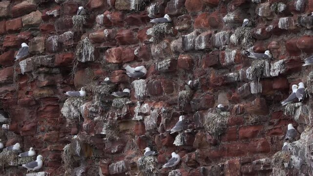 Adult black-legged kittiwakes (Rissa tridactyla) sitting on their nests in Dunbar (Scotland)