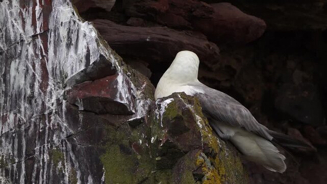 An adult northern fulmar, Arctic fulmar, or simply fulmar (Fulmarus glacialis) sitting on the rocks near the sea