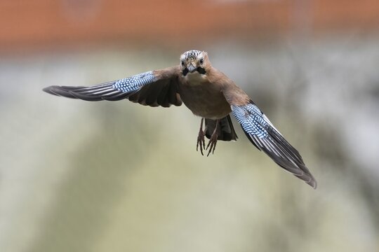A flying jay (Garrulus glandarius) with outspread wings in front of a blurred background, Hesse, Germany
