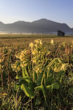 Common cowslip (Primula veris), wildflowers, sunrise, morning mood, backlight, dewdrops, morning dew, mountains, mountain landscape, sunny, Loisach-Lake Kochel moor, behind Jochberg (right), Alpine foothills, Bavarian Alps, Bavaria, Germany
