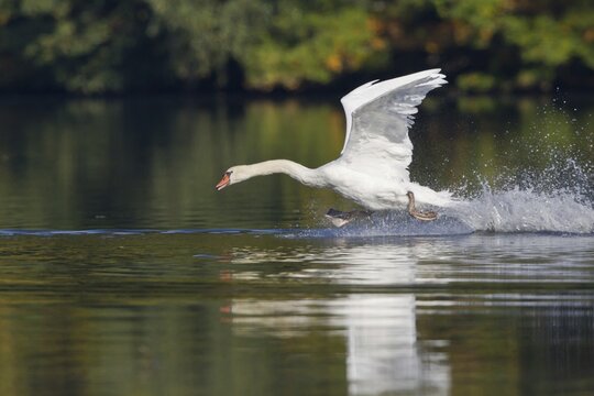 Mute Swan (Cygnus olor) taking off from water, Hesse, Germany