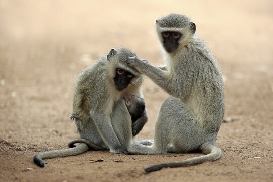 Vervet monkey (Chlorocebus pygerythrus), adult female with young louse, social behaviour, coat care, Kruger National Park, South Africa