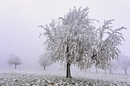 Row of trees with hoarfrost, Lindenberg, Freiamt, Canton of Aargau, Switzerland