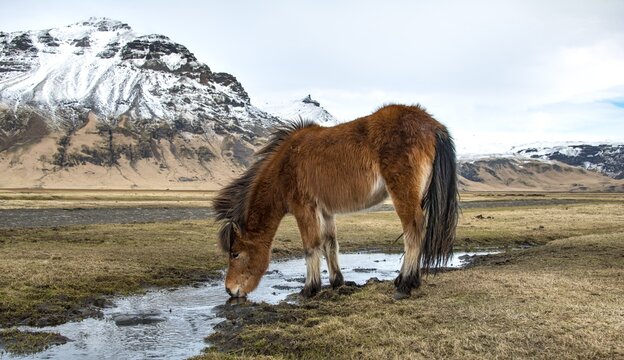 Icelandic horse (Equus islandicus) drinks from a small river in front of snow covered mountains, South Iceland, Iceland