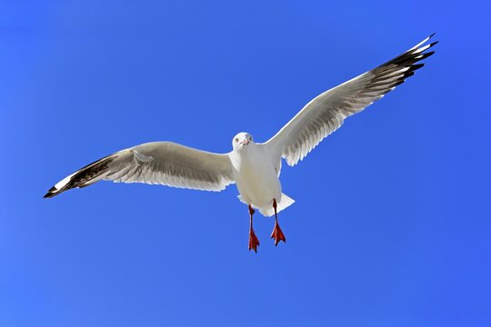 Silver Gull (Larus novaehollandiae), flying, South Australia, Australia