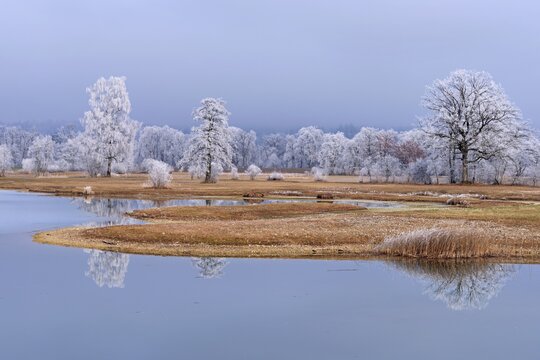 Frozen pond and trees in hoarfrost, nature reserve, Schoren, M&uuml;hlau, Freiamt, Aargau Canton, Switzerland