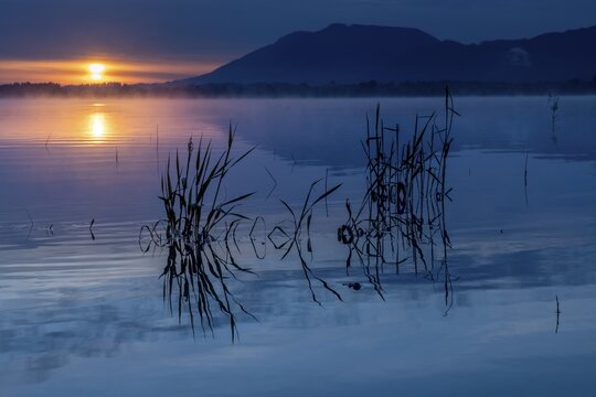 Grasses on water surface with reflection at blue hour, Forggensee, Ostallg&auml;u, Bavaria, Germany
