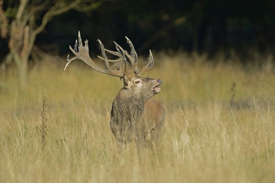 Red Deer (Cervus elaphus), stag, Denmark