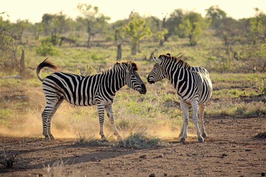Burchell's Zebras (Equus quagga burchelli), adult, two males fighting, social behavior, Kruger National Park, South Africa