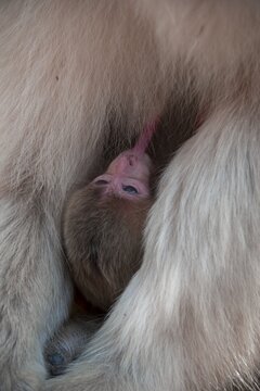 Japanese macaque (Macaca fuscata), kitten at suckling, Yamanouchi, Nagano Prefecture, Honshu Island, Japan